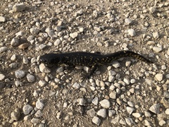 Ambystoma tigrinum