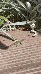 Lygodactylus capensis