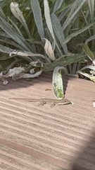 Lygodactylus capensis