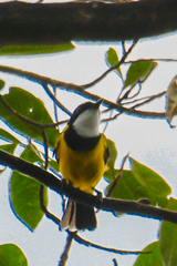Pachycephala melanura