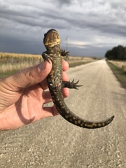 Ambystoma tigrinum