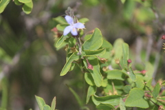 Carlowrightia parviflora