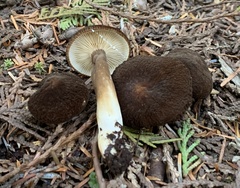 Lactarius fallax