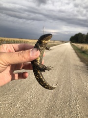 Ambystoma tigrinum