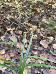 Scirpus atrovirens
