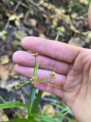 Scirpus atrovirens