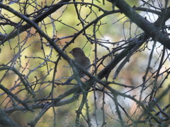 Passerina versicolor