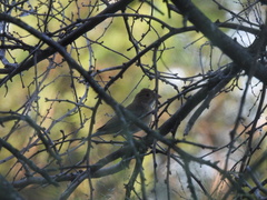 Passerina versicolor