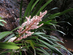 Helmholtzia glaberrima