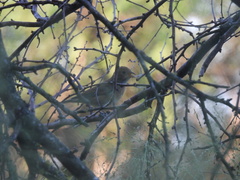 Passerina versicolor