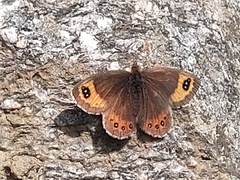 Erebia montanus