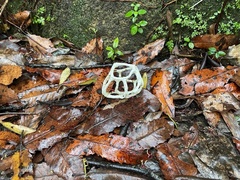 Ileodictyon cibarium