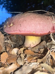 Rubroboletus eastwoodiae