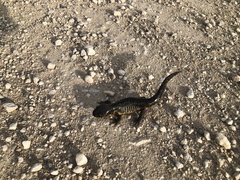 Ambystoma tigrinum