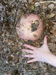 Rubroboletus eastwoodiae