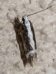Chionodes sistrella