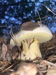 Caloboletus marshii