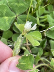 Trifolium subterraneum