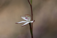 Caladenia moschata