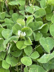 Trifolium subterraneum