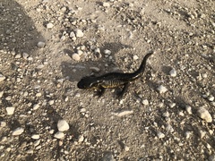 Ambystoma tigrinum