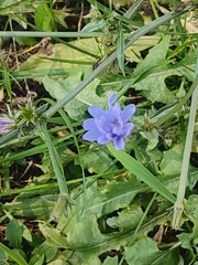 Cichorium intybus