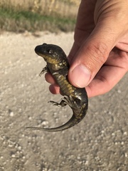 Ambystoma tigrinum