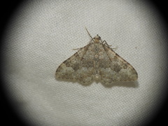 Coenotephria ablutaria