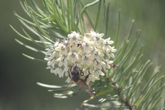 Asclepias linaria