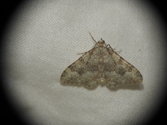 Coenotephria ablutaria