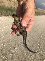 Ambystoma tigrinum