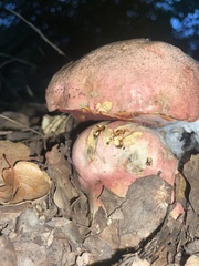 Rubroboletus eastwoodiae