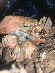 Rubroboletus eastwoodiae