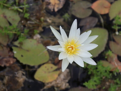 Nymphaea pulchella