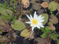 Nymphaea pulchella