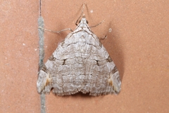Aplocera