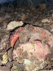 Rubroboletus eastwoodiae