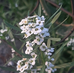 Lobularia maritima