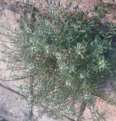 Lobularia maritima