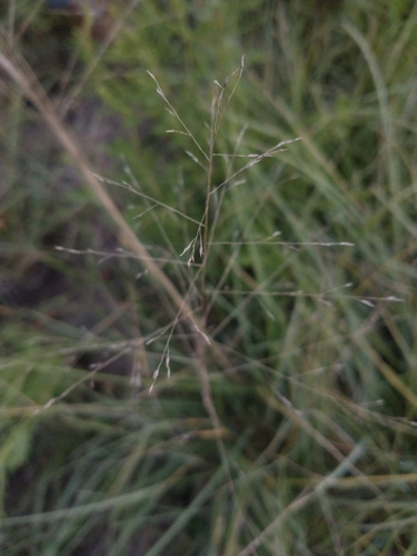 Muhlenbergia minutissima, 2022-10-01