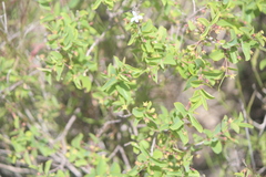 Carlowrightia parviflora