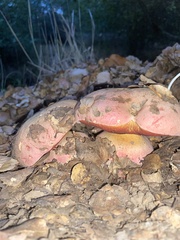 Rubroboletus eastwoodiae