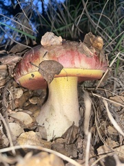 Rubroboletus eastwoodiae