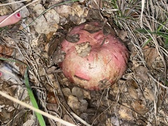 Rubroboletus eastwoodiae