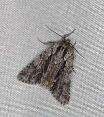 Acronicta auricoma