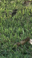 Setophaga palmarum palmarum