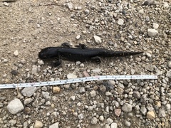 Ambystoma tigrinum