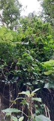Cobaea scandens