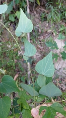 Pericampylus glaucus