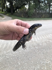 Ambystoma tigrinum